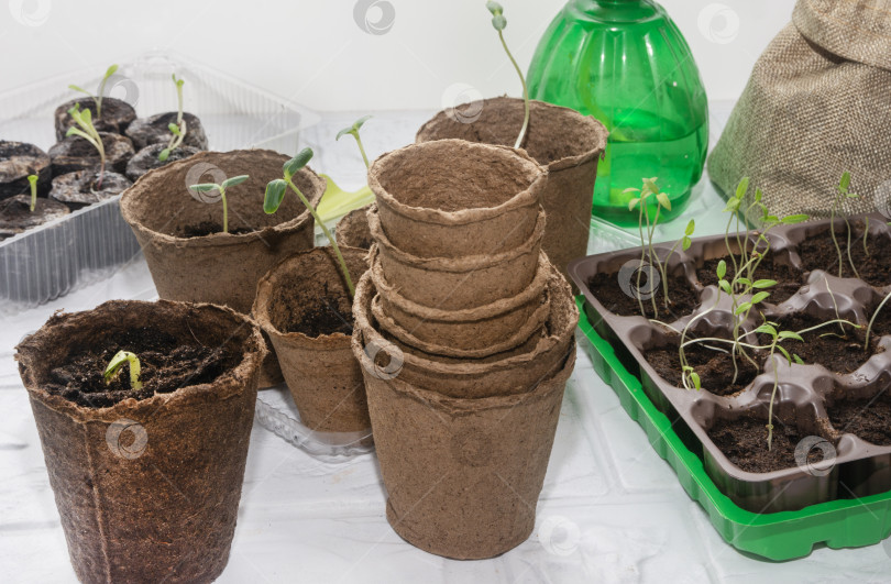 Скачать Первые слабые всходы огурцов и помидоров в торфяных горшочках. Выращивание рассады для сельского хозяйства фотосток Ozero