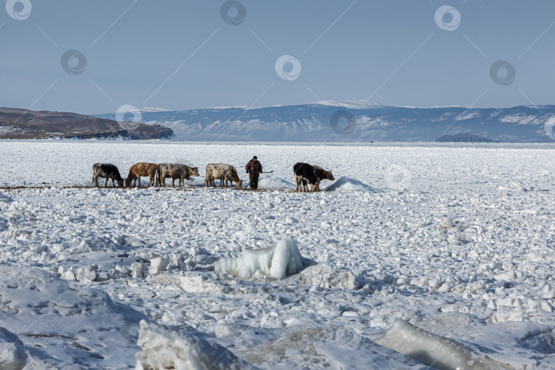 Скачать Зимний водопой на Байкале фотосток Ozero
