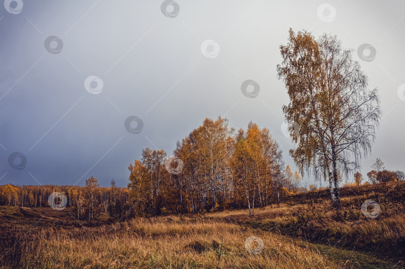 Скачать грунтовая дорога через лес после сильного дождя фотосток Ozero