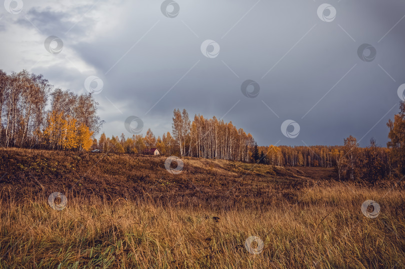 Скачать Яркий березовый лес поздней осенью в пасмурную погоду фотосток Ozero