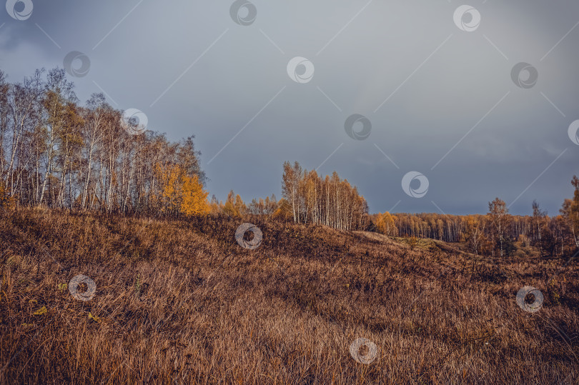 Скачать Яркий березовый лес поздней осенью в пасмурную погоду фотосток Ozero