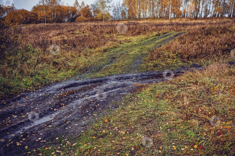 Скачать грунтовая дорога через лес после сильного дождя фотосток Ozero