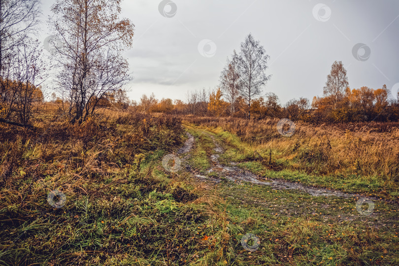 Скачать грунтовая дорога через лес после сильного дождя фотосток Ozero