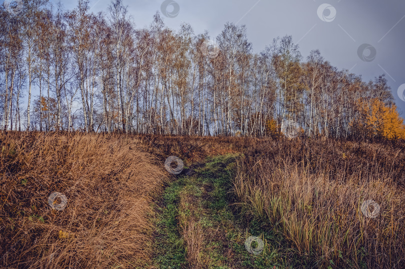 Скачать грунтовая дорога через лес после сильного дождя фотосток Ozero