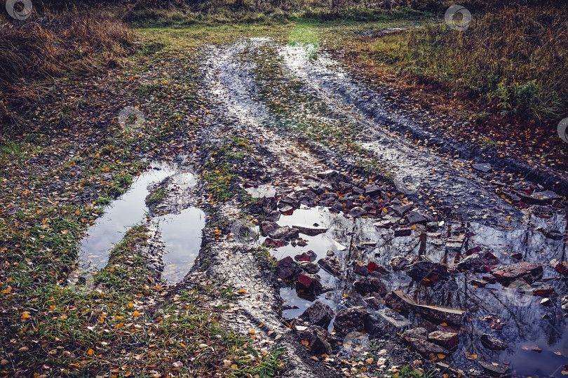 Скачать грунтовая дорога через лес после сильного дождя фотосток Ozero