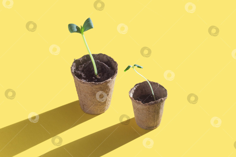 Скачать Два ростка огурца в торфяных горшочках с жесткой тенью на желтом фоне фотосток Ozero