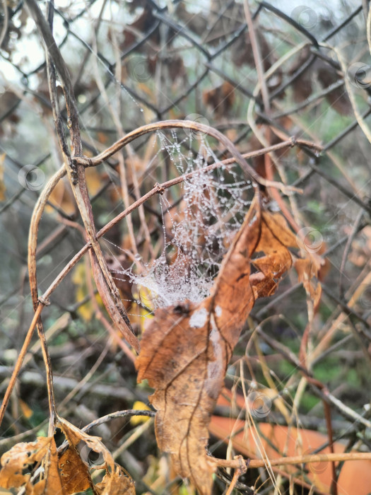 Скачать Название: Осенняя паутина с росой на сухих ветках, макро фон для рабочего стола фотосток Ozero