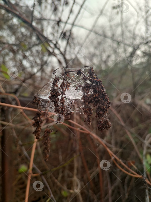 Скачать Название: Осенняя паутина с росой на сухих ветках, макро фон для рабочего стола фотосток Ozero
