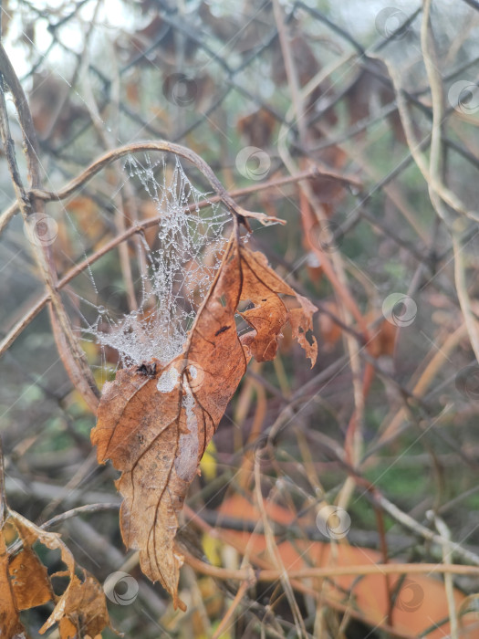 Скачать Название: Осенняя паутина с росой на сухих ветках, макро фон для рабочего стола фотосток Ozero