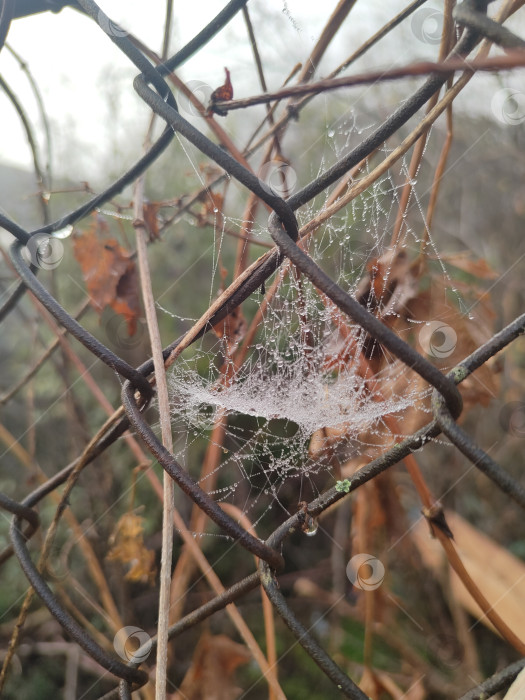 Скачать Название: Осенняя паутина с росой на сухих ветках, макро фон для рабочего стола фотосток Ozero