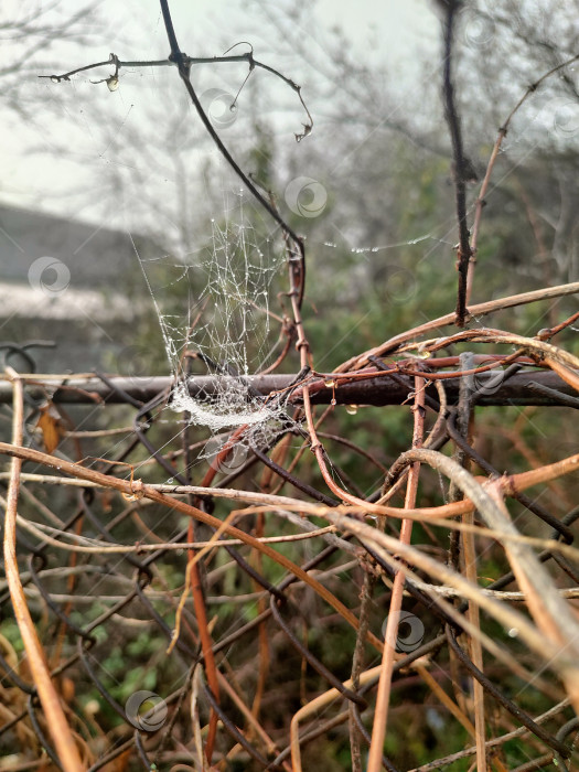 Скачать Название: Осенняя паутина с росой на сухих ветках, макро фон для рабочего стола фотосток Ozero