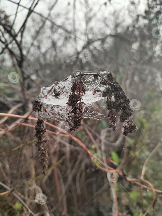 Скачать Название: Осенняя паутина с росой на сухих ветках, макро фон для рабочего стола фотосток Ozero