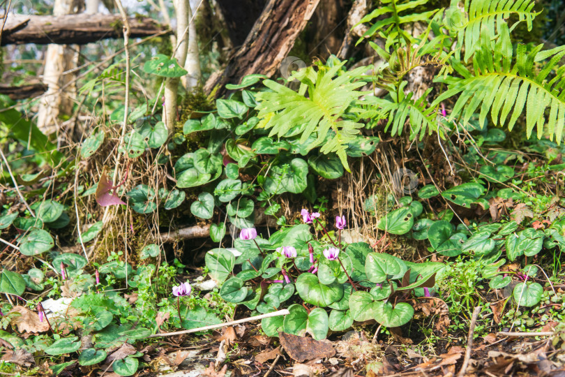 Скачать Фиолетовые цветы цикламена, распускающиеся в лесу фотосток Ozero