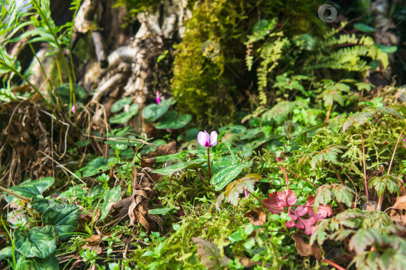 Скачать Цветущий цикламен в лесу фотосток Ozero