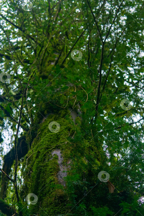Скачать Зеленый мох на стволе дерева в тропическом лесу. фотосток Ozero