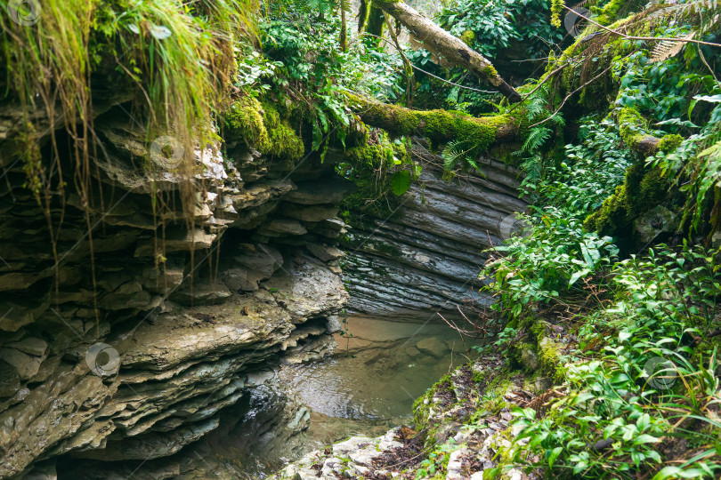 Скачать трава над источником среди известняковых скал в тропическом лесу фотосток Ozero