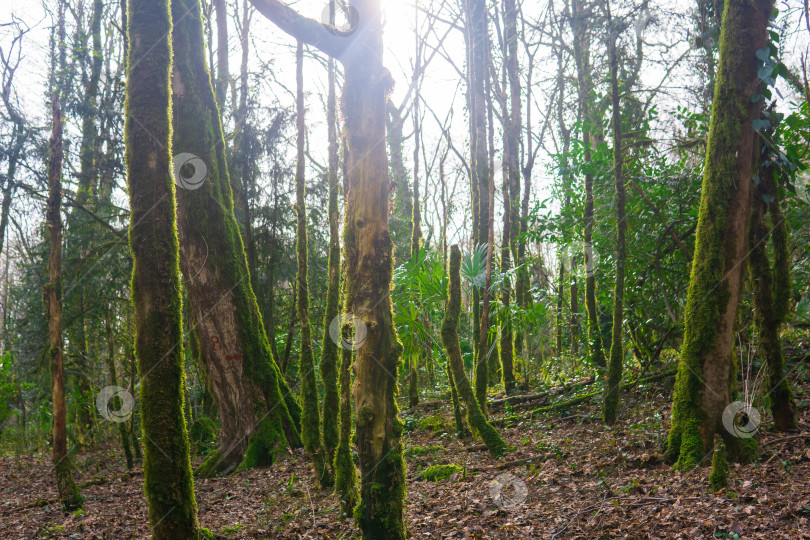 Скачать Мертвые деревья в тисо-самшитовой роще после нападения самшитовой моли фотосток Ozero