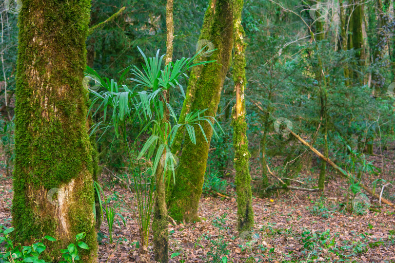 Скачать молодая пальма в тропическом лесу в зимнее время года фотосток Ozero