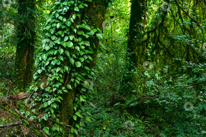 Скачать зеленая растительность в тропическом лесу, естественный фон фотосток Ozero