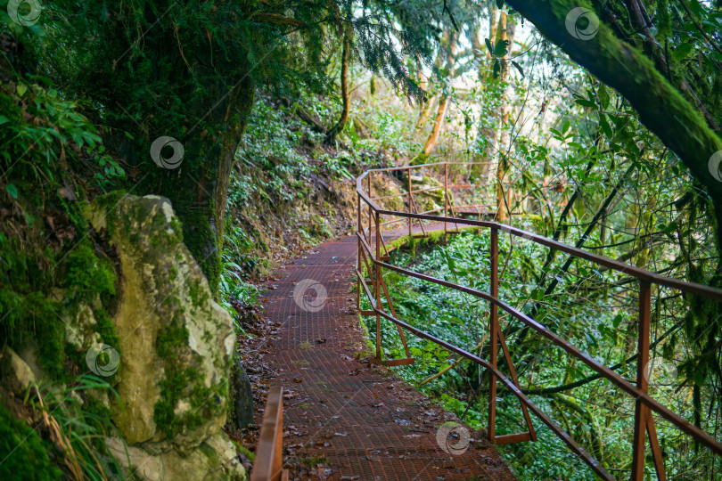 Скачать Дорожка в горном тропическом лесу в природном парке фотосток Ozero
