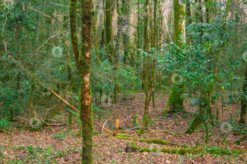 Скачать природный фон - тропический лес в зимнее время года фотосток Ozero