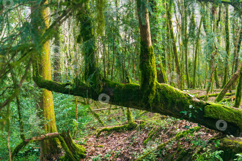 Скачать мох на деревьях в тропическом лесу фотосток Ozero