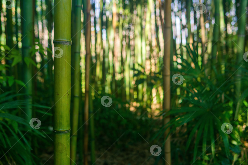 Скачать Естественный фон. Зеленый бамбуковый лес утром. фотосток Ozero