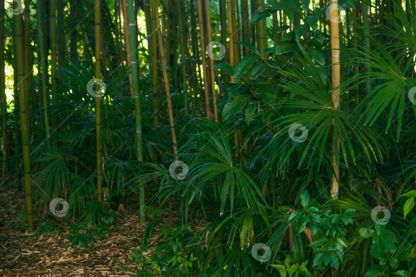 Скачать природа зеленая бамбуковая роща на фоне солнечного света фотосток Ozero