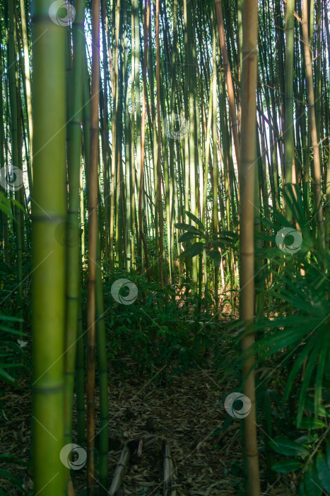 Скачать Естественный фон. Бамбуковый лес в утреннем свете. фотосток Ozero