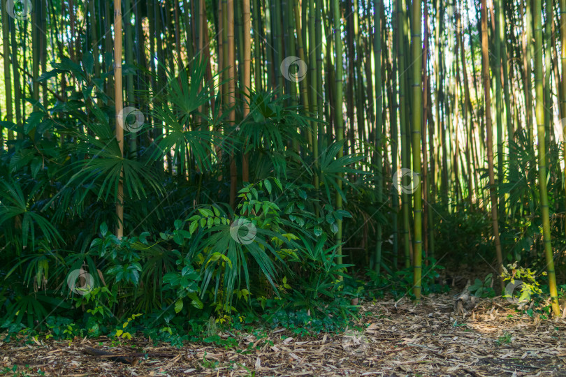 Скачать Естественный фон бамбуковой рощи с пальмами фотосток Ozero