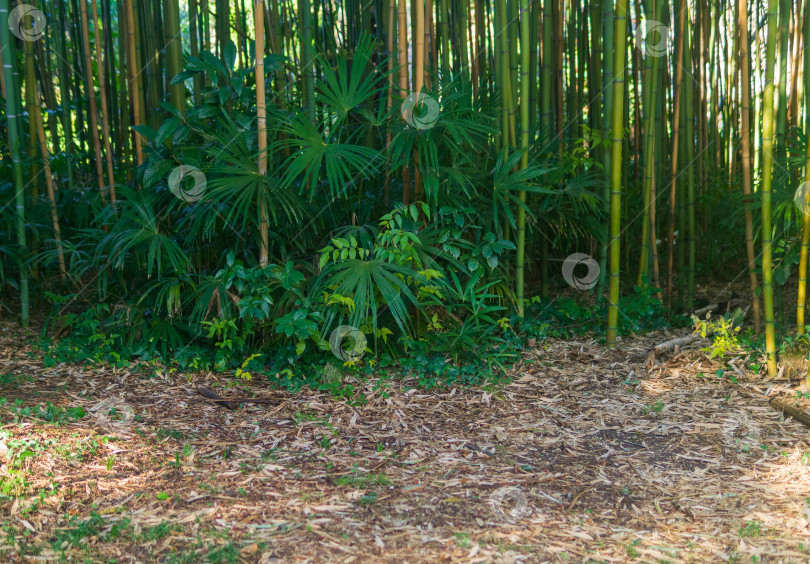 Скачать бамбуковая роща с пальмами фотосток Ozero