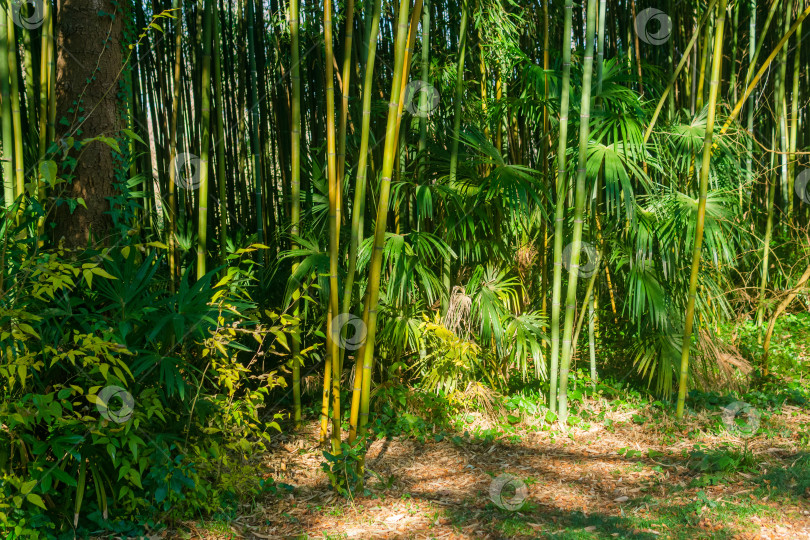 Скачать Естественный фон бамбуковой рощи. фотосток Ozero