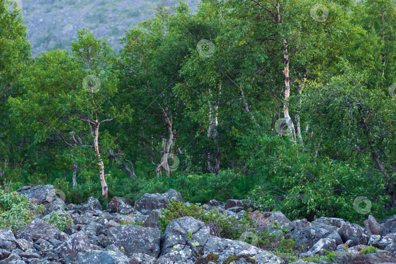 Скачать каменная река среди горного леса фотосток Ozero