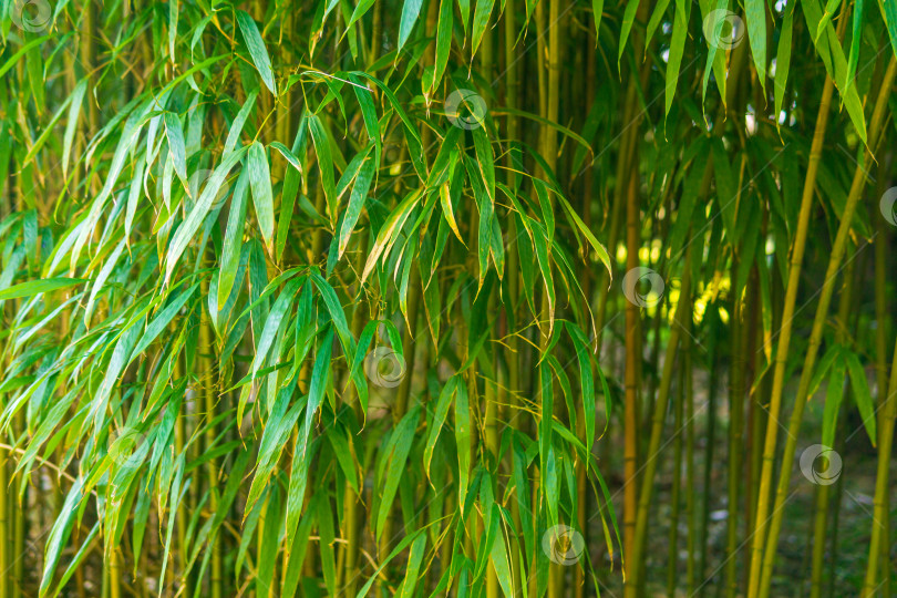 Скачать крупный план бамбукового леса на естественном фоне с листьями фотосток Ozero