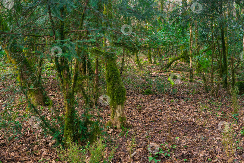 Скачать Деревья и мох в тропическом лесу фотосток Ozero