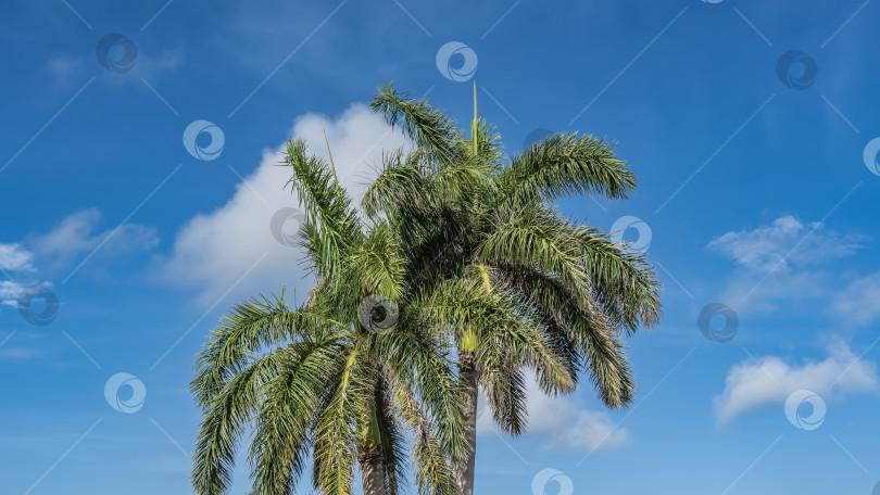 Скачать Прекрасные королевские пальмы Roystonea regia. фотосток Ozero