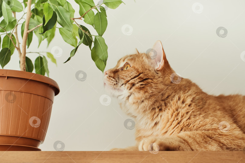 Скачать Рыжий кот нюхает листья фикуса. Концепция "Кошка и комнатные растения", особое внимание уделяется кошачьей мордочке фотосток Ozero