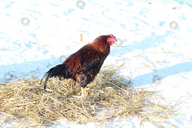 Скачать Съемка петуха крупным планом, цыпленка-петуха с красными и черными перьями. фотосток Ozero