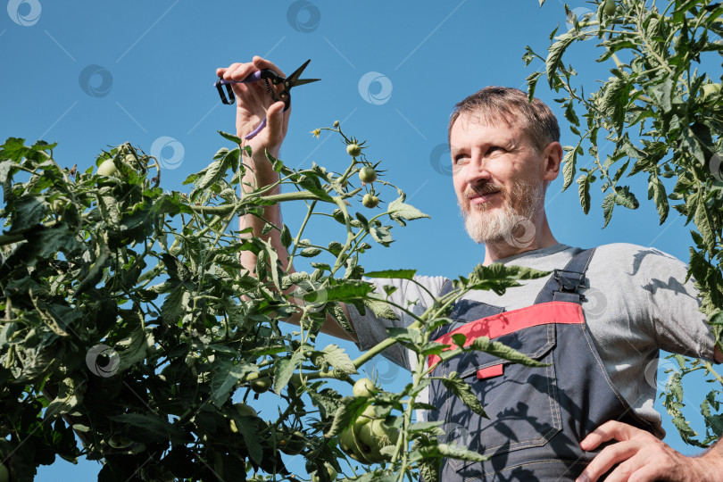 Скачать Зрелый кавказец-садовник ухаживает за растениями томатов на открытом воздухе под ясным небом фотосток Ozero