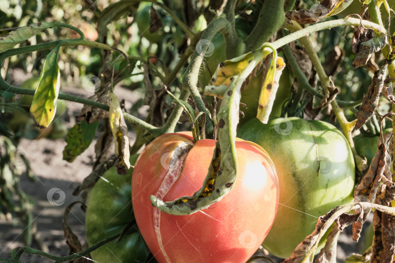 Скачать Крупный план спелых и недозрелых помидоров с болезнями на лозе в залитом солнцем саду фотосток Ozero