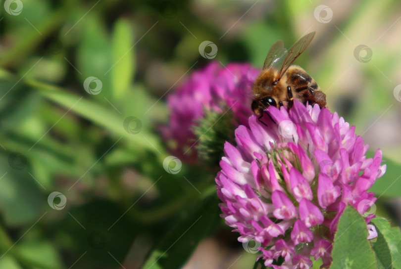 Скачать Макросъемка медоносной пчелы, опыляющей пурпурный цветок клевера. Пчела Apis Mellifera на цветке трилистника. Усики, корзинки с пыльцой. Крупный план, детали, размытый фон боке, пространство для копирования. Мягкий селективный фокус фотосток Ozero