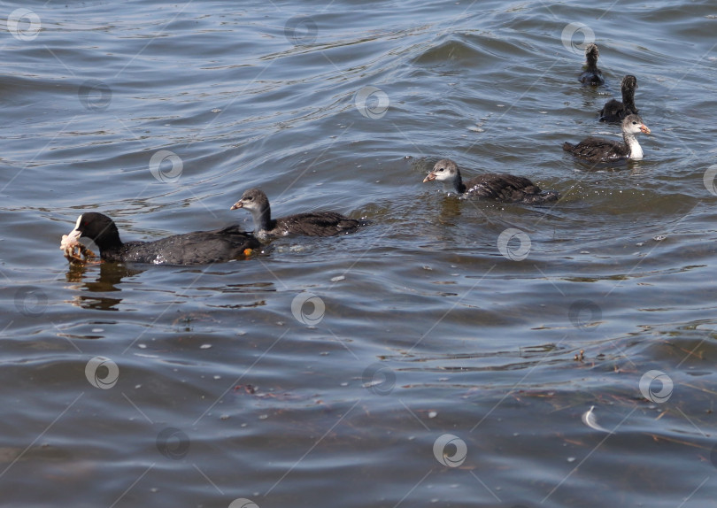 Скачать Белая лысуха (обыкновенная лысуха, австралийская лысуха, Fulica atra) кормит семью. Родитель держит в клюве раков, за ним следуют молодые водоплавающие птицы. Взрослая водоплавающая птица с выводком птенцов ловит раков фотосток Ozero