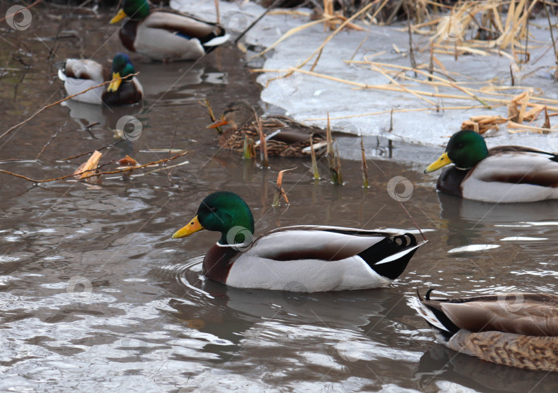 Скачать Самец и самка кряквы (Anas platyrhynchos) плавают стайкой на фоне ледяного берега и сухого тростника. Взрослые дикие утки выводят селезней и кур зимой. фотосток Ozero