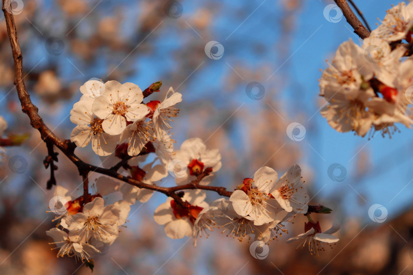 Скачать Освещенный солнцем букет мелких бледно-розовых и белых цветов на ветке сливового дерева. Подробно о цветении чернослива в весеннем саду. Макросъемка крупным планом пышной сливы в полном цвету на ветке. Размытый фон голубого неба. фотосток Ozero