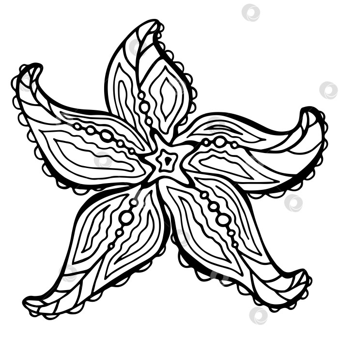 Скачать Монохромная декоративная морская звезда zenart для антистрессовой раскраски для взрослых и детей. Морская звезда, нарисованная от руки, изолирована на белом фоне. фотосток Ozero