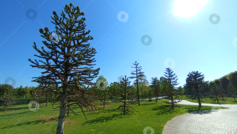 Скачать Парк Галицкого, город Краснодар. фотосток Ozero