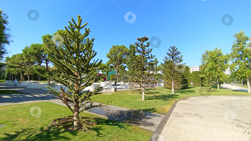 Скачать Парк Галицкого. Город Краснодар. фотосток Ozero