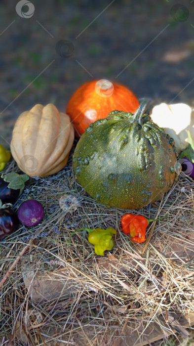 Скачать Урожай. фотосток Ozero