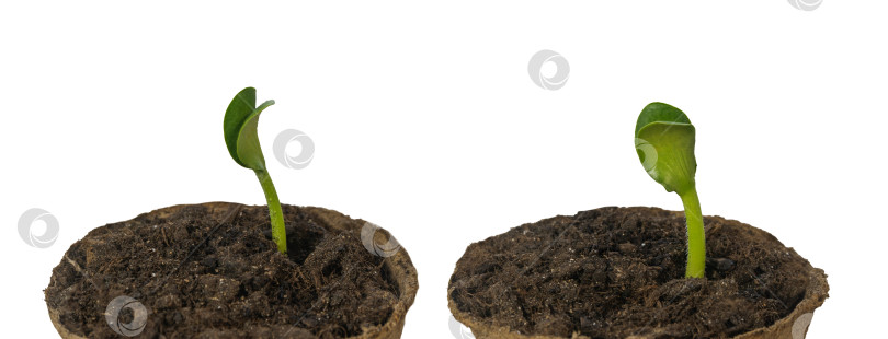 Скачать Тыквенные семечки прорастают из почвы в биоразлагаемом торфяном горшке. Макросъемка. Изолированный. Два угла фотосток Ozero