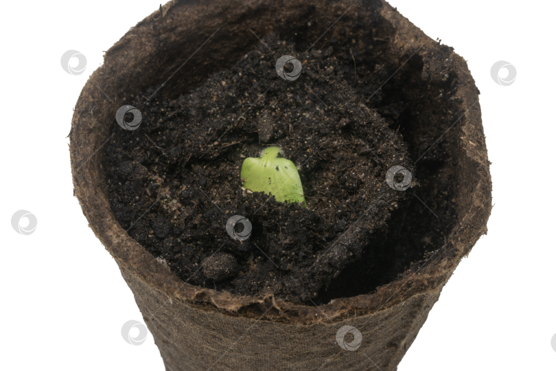 Скачать Тыквенные семечки прорастают из почвы в биоразлагаемом торфяном горшке. Макросъемка. Изолированный фотосток Ozero